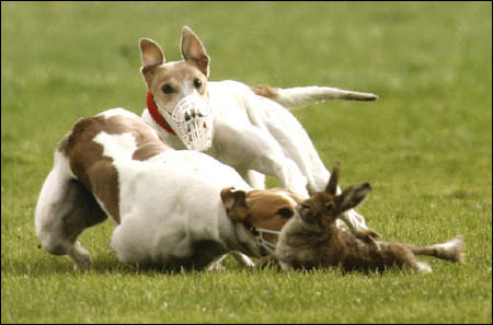 Far less hare coursing clubs now than in 1935...