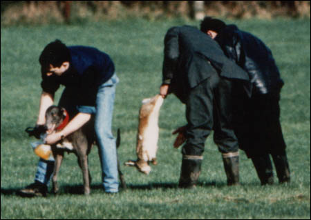 hare_coursing_cruelty.jpg