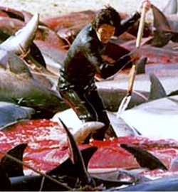 Click on image to see full-sized version Taiji Slaughter of Dolphins