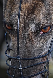 emaciated ex racing greyhound