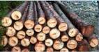coillte_defends_tree_felling_in_cork_state_park_aug_2014.jpg