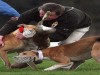 The "sport" backed by some leading FG ministers and TDs