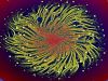 eshel_ben_jacob_bacteria_vortices_300pixels.jpg