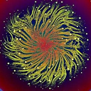 Click on image to see full-sized version eshel_ben_jacob_bacteria_vortices_300pixels.jpg