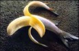 cropped_bananafish.jpg