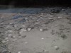 dumped_farm_fish_galwaybay1_may2015.jpg