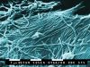 ebola_virus.jpg